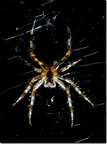 Stolen Spider