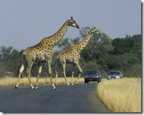 newGiraffe across road