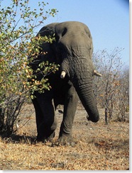 africaImage311