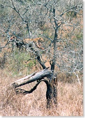 leopard