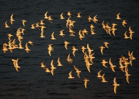 Gulls at Sunset